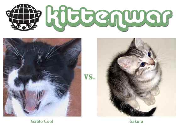 KittenWar